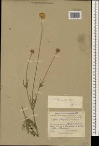 Scabiosa bipinnata C. Koch, Caucasus, Armenia (K5) (Armenia)
