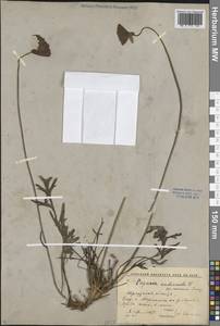 Oreomecon nudicaulis subsp. nudicaulis, Siberia, Baikal & Transbaikal region (S4) (Russia)