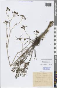 Silaum silaus (L.) Schinz & Thell., Eastern Europe, Central forest-and-steppe region (E6) (Russia)