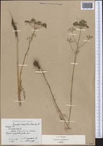 Hyalolaena trichophylla (Schrenk) Pimenov & Kljuykov, Middle Asia, Muyunkumy, Balkhash & Betpak-Dala (M9) (Kazakhstan)