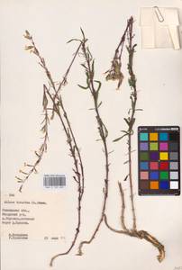 Silene tatarica (L.) Pers., Eastern Europe, Belarus (E3a) (Belarus)