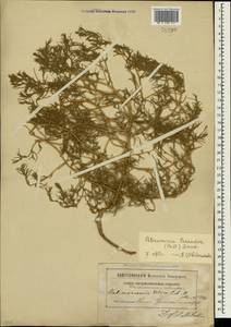 Petrosimonia triandra (Pall.) Simonk., Crimea (KRYM) (Russia)