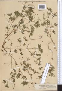Geranium schrenkianum Trautv. in A.K. Becker, Middle Asia, Dzungarian Alatau & Tarbagatai (M5) (Kazakhstan)