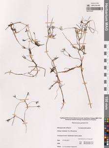 Ranunculus gmelinii DC., Siberia, Chukotka & Kamchatka (S7) (Russia)