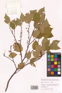 Betula davurica Pall., Siberia, Russian Far East (S6) (Russia)