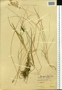 Calamagrostis purpurea (Trin.) Trin., Siberia, Yakutia (S5) (Russia)