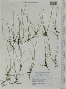 Equisetum variegatum Schleich., Siberia, Altai & Sayany Mountains (S2) (Russia)