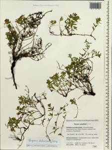 Thymus dahuricus Serg., Siberia, Baikal & Transbaikal region (S4) (Russia)