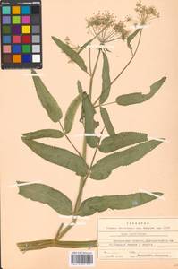 Sium latifolium L., Eastern Europe, Moscow region (E4a) (Russia)