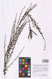 Cytisus scoparius (L.) Link, Eastern Europe, West Ukrainian region (E13) (Ukraine)