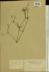 Cynanchica tinctoria (L.) Fourr., Eastern Europe, Central forest-and-steppe region (E6) (Russia)