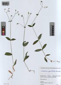 KUZ 004 500, Cerastium pauciflorum Stev. ex Ser., Siberia, Altai & Sayany Mountains (S2) (Russia)