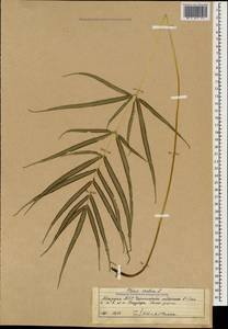 Pteris cretica L., Caucasus, Abkhazia (K4a) (Abkhazia)