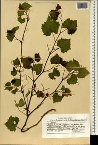 Ampelopsis vitifolia, South Asia, South Asia (Asia outside ex-Soviet states and Mongolia) (ASIA) (Afghanistan)