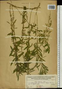 Silene tatarica (L.) Pers., Eastern Europe, Volga-Kama region (E7) (Russia)