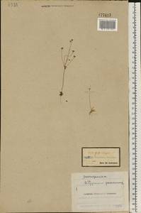 Androsace elongata L., Eastern Europe, Central forest-and-steppe region (E6) (Russia)