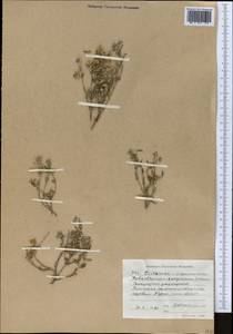 Helianthemum songaricum Schrenk, Middle Asia, Western Tian Shan & Karatau (M3) (Kyrgyzstan)