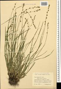 Carex divulsa Stokes, Caucasus, Black Sea Shore (from Novorossiysk to Adler) (K3) (Russia)