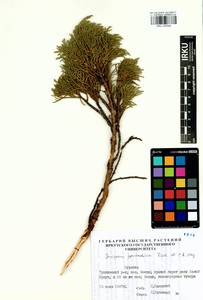 Juniperus pseudosabina Fisch. & C.A.Mey., Siberia, Baikal & Transbaikal region (S4) (Russia)