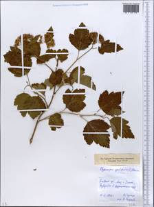Physocarpus opulifolius (L.) Maxim., Eastern Europe, South Ukrainian region (E12) (Ukraine)