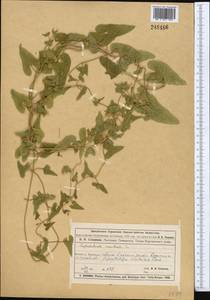 Cynanchum acutum L., Middle Asia, Muyunkumy, Balkhash & Betpak-Dala (M9) (Kazakhstan)