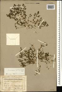 Euphorbia humifusa Willd., Caucasus, Stavropol Krai, Karachay-Cherkessia & Kabardino-Balkaria (K1b) (Russia)