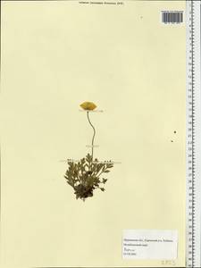 Papaver radicatum subsp. polare Tolm., Eastern Europe, Northern region (E1) (Russia)