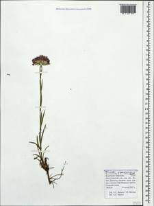 Dianthus pseudarmeria M. Bieb., Caucasus, Stavropol Krai, Karachay-Cherkessia & Kabardino-Balkaria (K1b) (Russia)