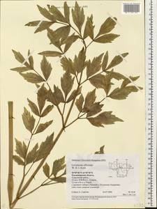 Levisticum officinale Koch, Eastern Europe, Central region (E4) (Russia)