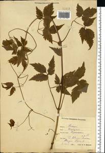 Clematis sibirica (L.) Mill., Eastern Europe, Central forest region (E5) (Russia)