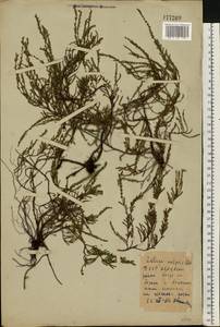 Calluna vulgaris (L.) Hull, Eastern Europe, Belarus (E3a) (Belarus)