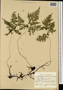 Cystopteris montana (Lam.) Desv., Caucasus, South Ossetia (K4b) (South Ossetia)