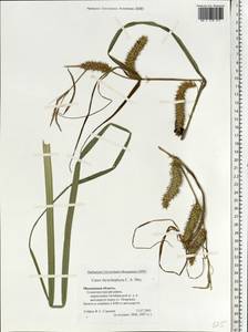 Carex utriculata Boott, Eastern Europe, Moscow region (E4a) (Russia)