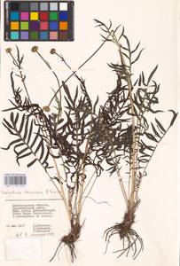 Klasea radiata subsp. tanaitica (P. A. Smirn.) L. Martins, Eastern Europe, Lower Volga region (E9) (Russia)