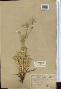 Eryngium karatavicum Iljin, Middle Asia, Western Tian Shan & Karatau (M3) (Kazakhstan)