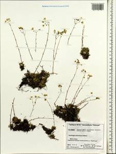 Saxifraga bronchialis subsp. bronchialis, Siberia, Central Siberia (S3) (Russia)