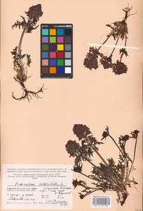 MHA 0 162 338, Pedicularis verticillata L., Eastern Europe, Northern region (E1) (Russia)