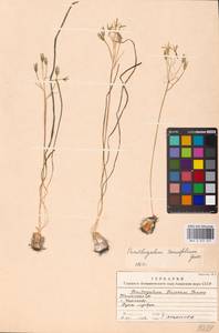 Ornithogalum orthophyllum subsp. kochii (Parl.) Zahar., Eastern Europe, Rostov Oblast (E12a) (Russia)