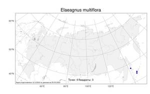 Elaeagnus multiflora Thunb., Atlas of the Russian Flora (FLORUS) (Russia)