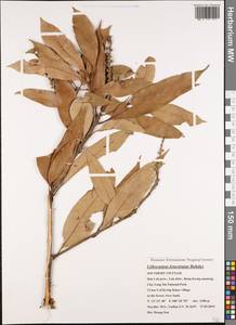 Lithocarpus fenestratus (Roxb.) Rehder, South Asia, South Asia (Asia outside ex-Soviet states and Mongolia) (ASIA) (Vietnam)