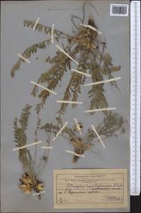 Astragalus syreitschikovii Pavlov, Middle Asia, Western Tian Shan & Karatau (M3) (Kazakhstan)