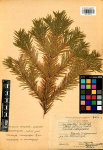 Abies sibirica Ledeb., Siberia, Baikal & Transbaikal region (S4) (Russia)