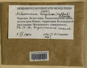 Aulacomnium turgidum (Wahlenb.) Schwägr., Bryophytes, Bryophytes - Karelia, Leningrad & Murmansk Oblasts (B4) (Russia)