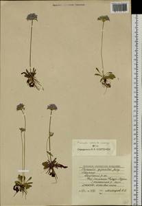 Primula serrata Georgi, Siberia, Yakutia (S5) (Russia)