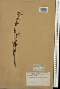 Scrophularia variegata M. Bieb., Caucasus (no precise locality) (K0)
