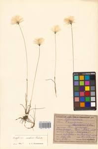 Eriophorum medium Andersson, Siberia, Russian Far East (S6) (Russia)