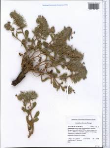 Arnebia obovata Bunge, Middle Asia, Western Tian Shan & Karatau (M3) (Kyrgyzstan)