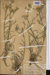 Cousinia pseudomollis C. Winkl., Middle Asia, Western Tian Shan & Karatau (M3) (Kazakhstan)