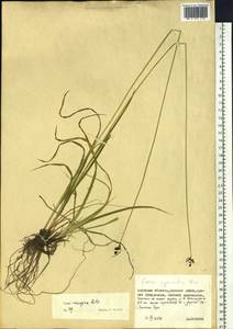 Carex norvegica Retz. , nom. cons., Siberia, Russian Far East (S6) (Russia)