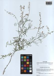 KUZ 000 634, Astragalus austriacus Jacq., Siberia, Altai & Sayany Mountains (S2) (Russia)